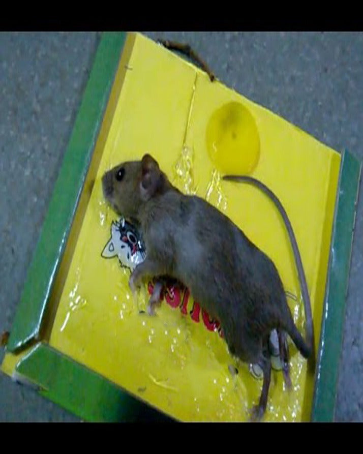 Reusable Expert Mouse &amp; Rat Glue Trap